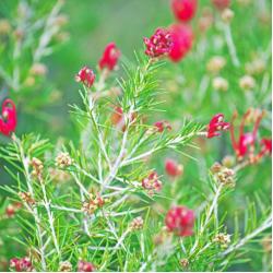 Grevillea Junipera 3L