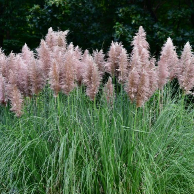 Gynerium ou Herbe a Pampa 10L