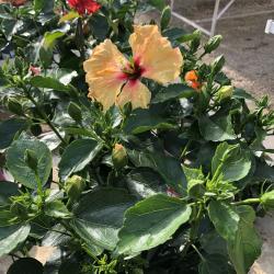 Hibiscus Collection C23