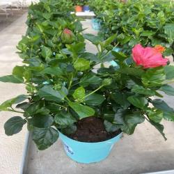Hibiscus ou Altea 10L
