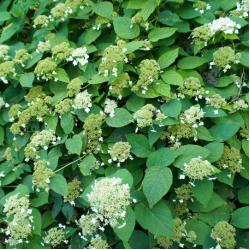 Hortensia Petiolaris 3L