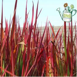 Imperata red baron 