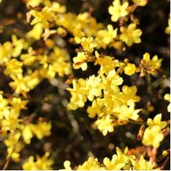 Jasmin nudiflorum 3L