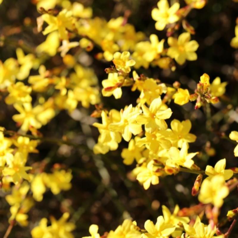 Jasmin nudiflorum 3L