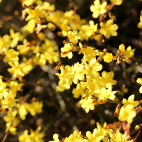 Jasmin nudiflorum 3L