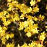 Jasmin nudiflorum 3L