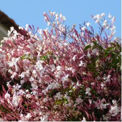 Jasmin polyanthum 3L