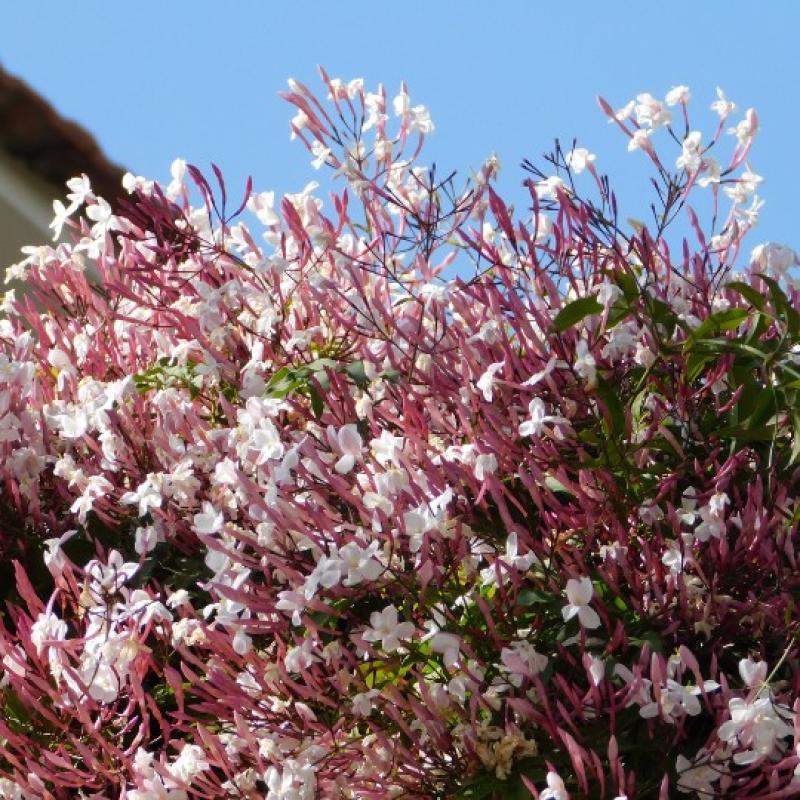 Jasmin polyanthum 3L