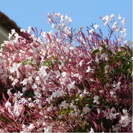 Jasmin polyanthum 3L