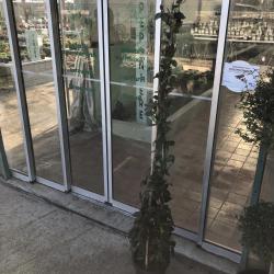 Jasmin Rhyncospernum 7L