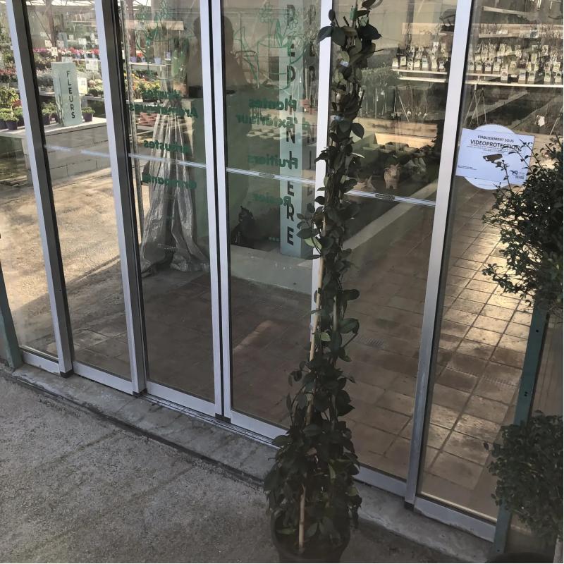 Jasmin Rhyncospernum 7L