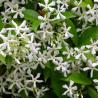 Jasmin Rhyncospernum 7L