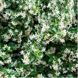Jasmin rhyncospernum ou étoilé 3L