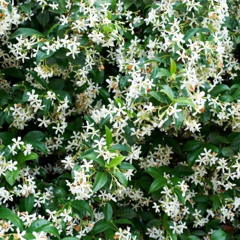Jasmin rhyncospernum ou étoilé 3L