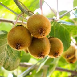 Kiwi Autofertile Issai 3L