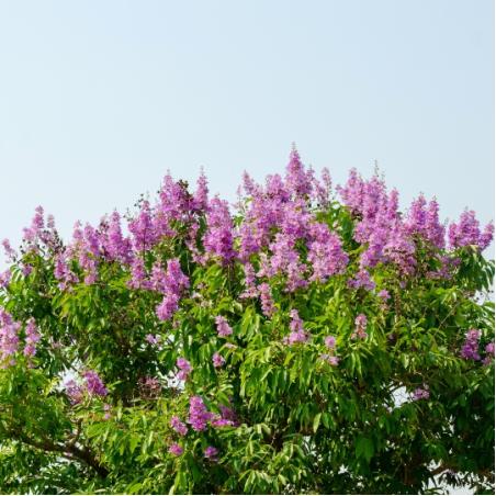 Largerstroemia tige 50L 
