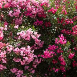 Laurier Rose 15L 