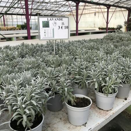 Lavande 1L