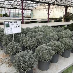 Lavande 3L