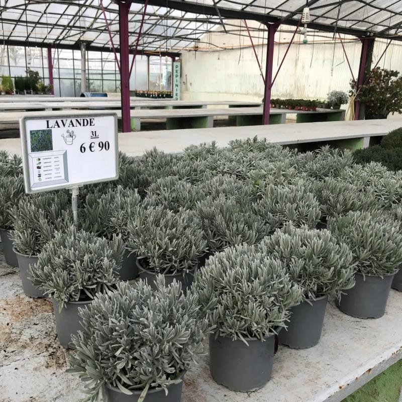 Lavande 3L