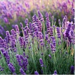 Lavande 3L