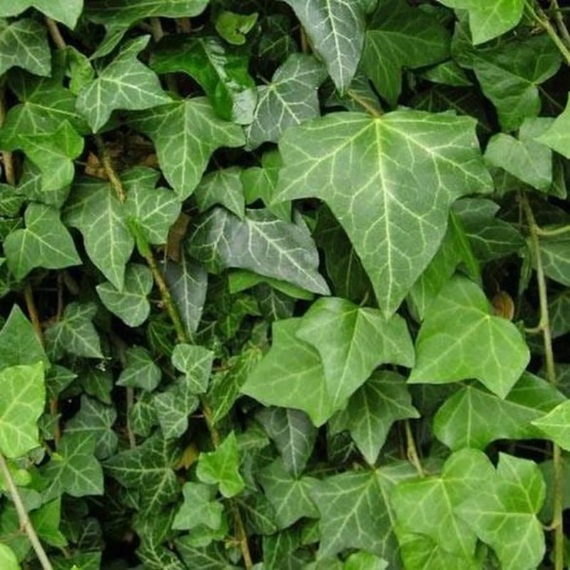 Hedra ou Lierre Colchica 3L