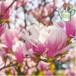 Magnolia Soulengeana 15L