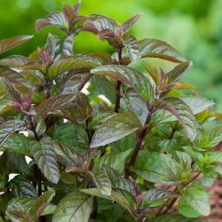 Menthe Chocolat 1L
