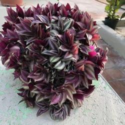 Misère ou Tradescantia C15