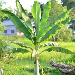 Musa Basjoo 5L