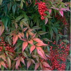 Nandina 5L
