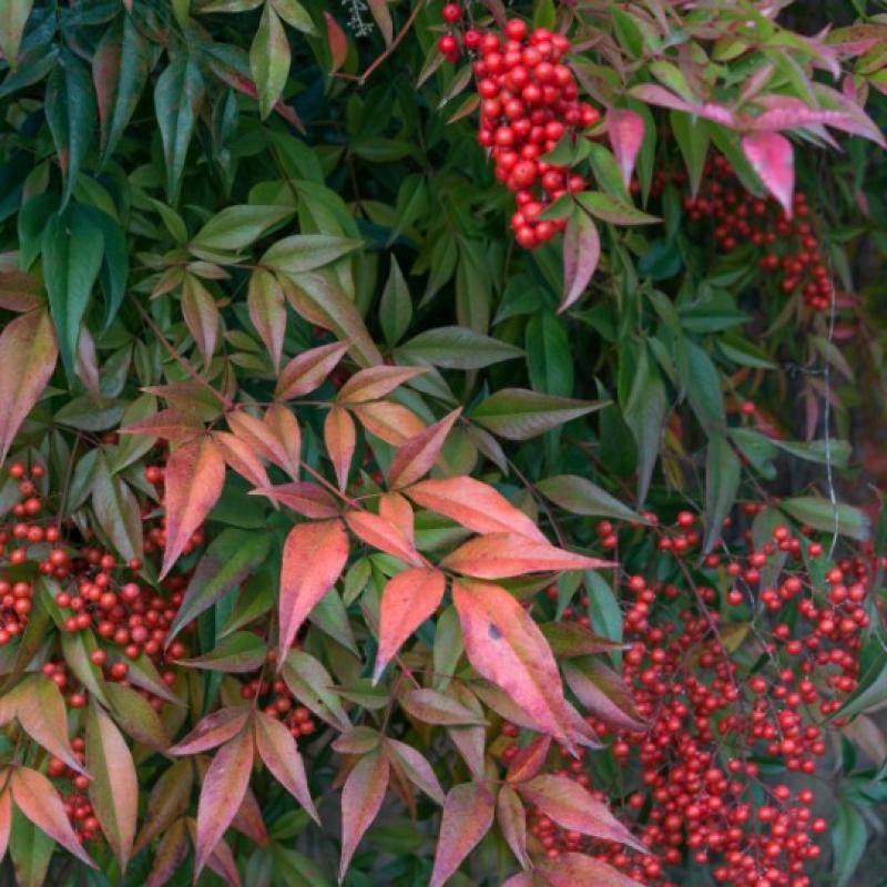 Nandina 5L