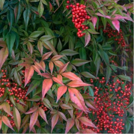 Nandina 5L