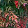 Nandina 5L