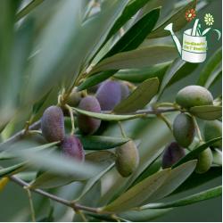 Olivier Grossane Bouture 3L