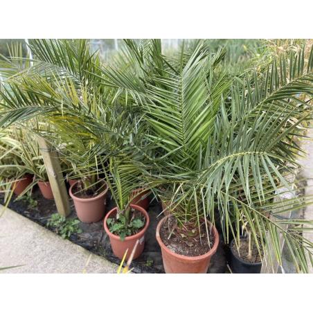 Phoenix Canariensis 10L