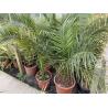Phoenix Canariensis 10L