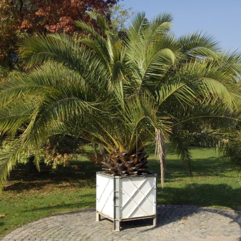 Phoenix Canariensis 45L