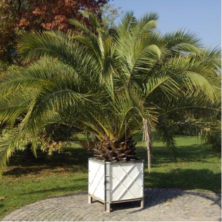 Phoenix Canariensis 45L