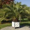 Phoenix Canariensis 45L