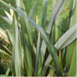 Phormium Vert 15L