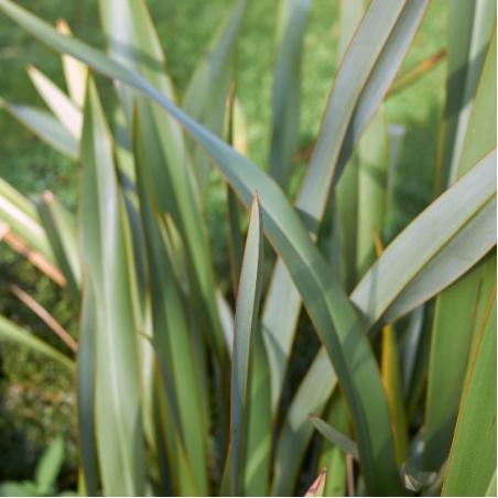 Phormium Vert 15L