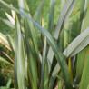 Phormium Vert 15L