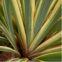 Phormium Panaché 3L