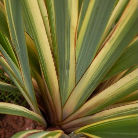 Phormium Panaché 3L