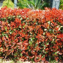 Photinia Red Robin 5L