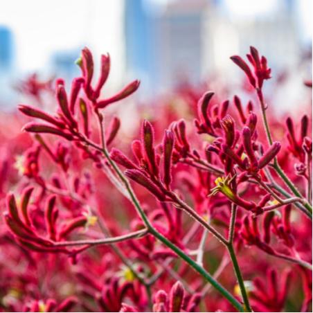 Anigozanthos ou Pied de Kangourou 3L