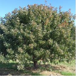 Pistachier Lentisque 10L