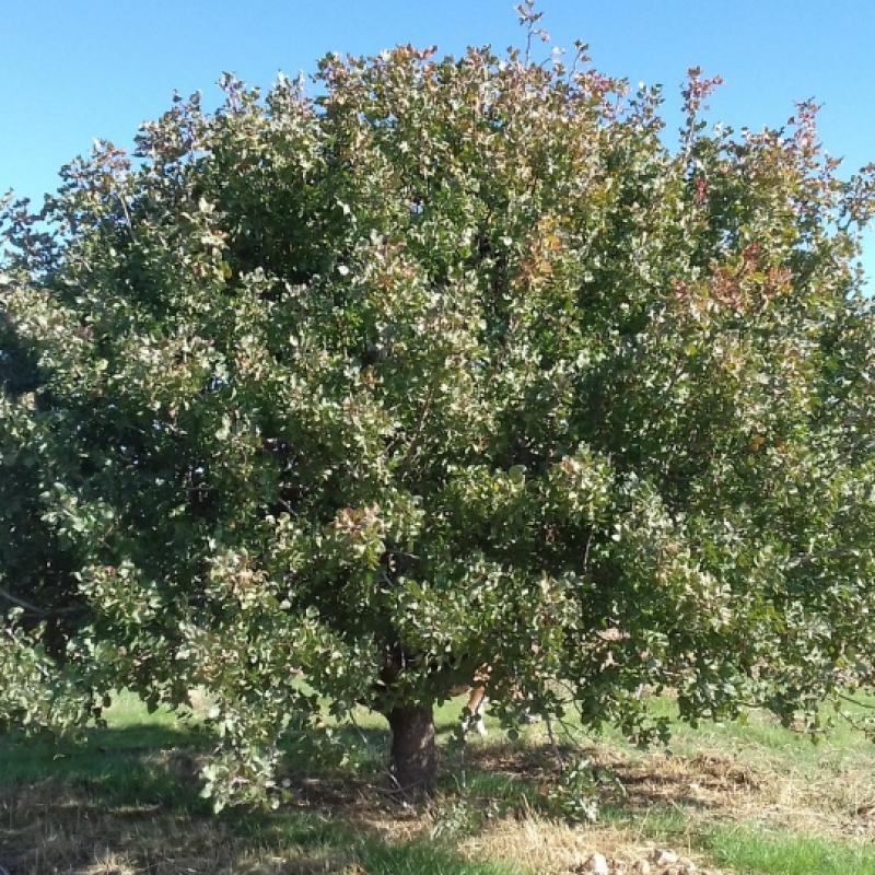 Pistachier Lentisque 10L