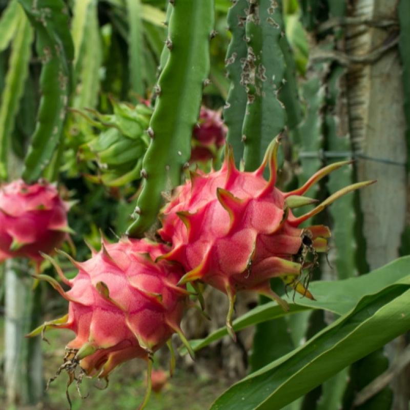 Pitaya ou Fruit du Dragon 3L